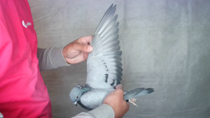 Pigeon image