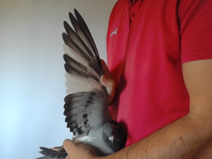 Pigeon image