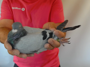 Pigeon image