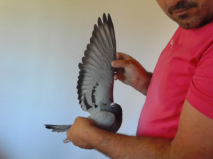 Pigeon image