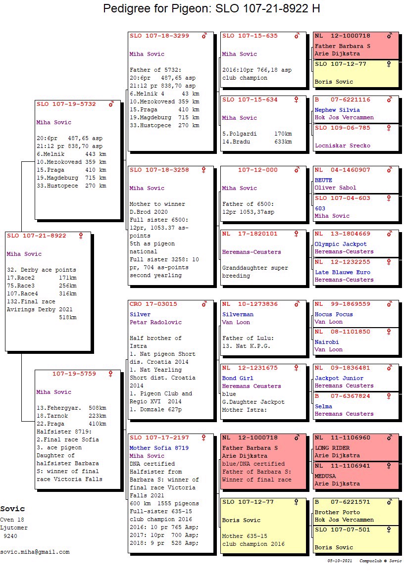 Pigeon pedigree image