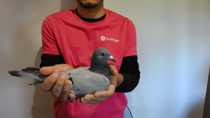 Pigeon image