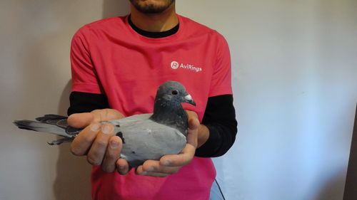 Pigeon image