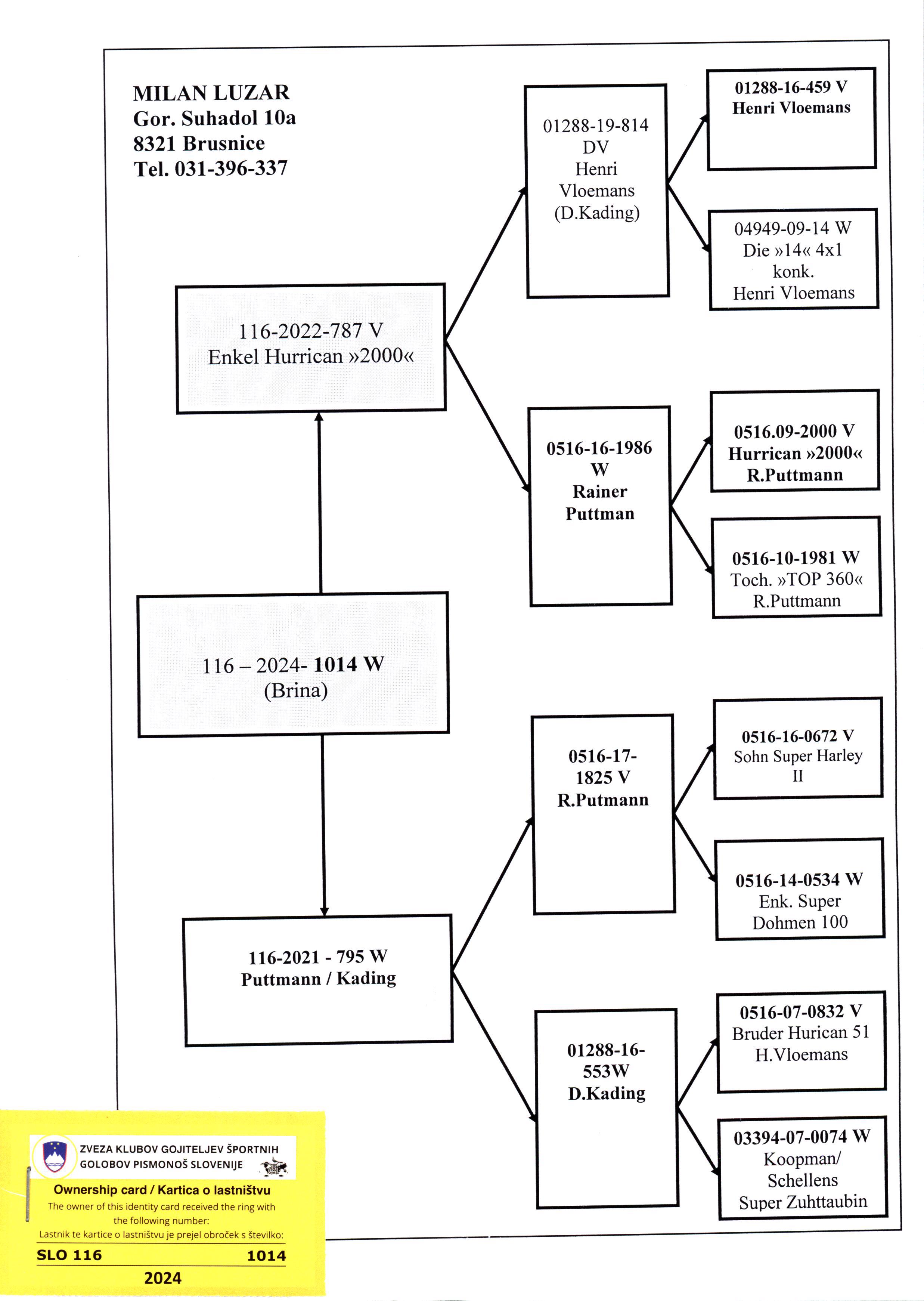 Pigeon pedigree image