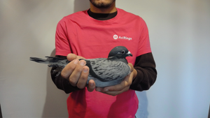 Pigeon image