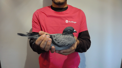 Pigeon image