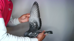 Pigeon image