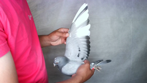 Pigeon image