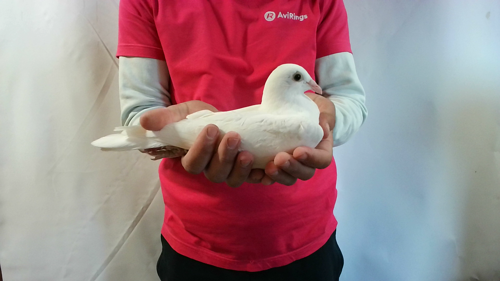 Pigeon image