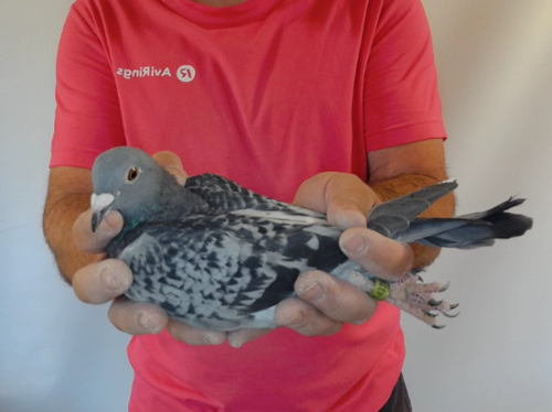 Pigeon image
