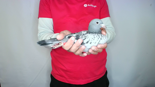 Pigeon image