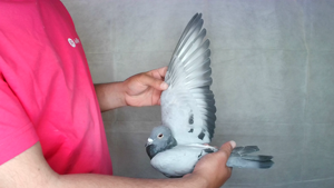 Pigeon image