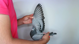 Pigeon image