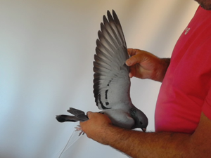 Pigeon image