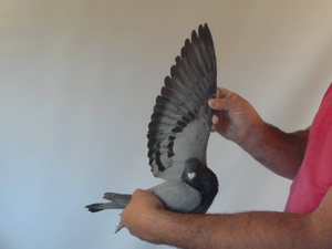 Pigeon image
