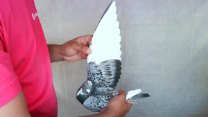 Pigeon image