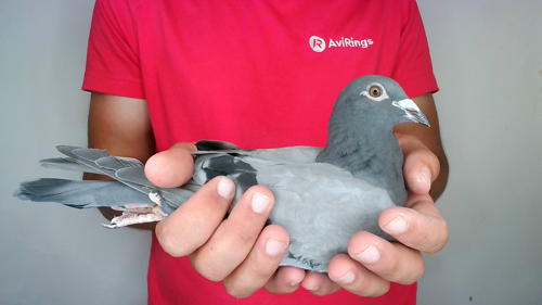 Pigeon image