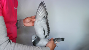 Pigeon image