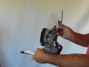 Pigeon image
