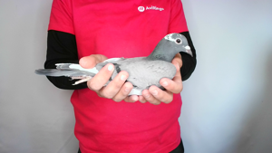 Pigeon image