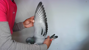 Pigeon image