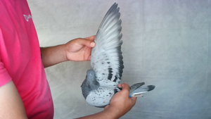 Pigeon image