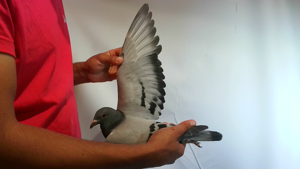 Pigeon image