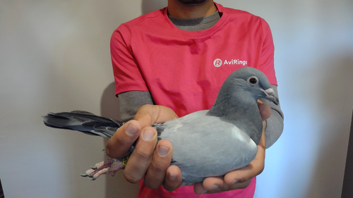 Pigeon image