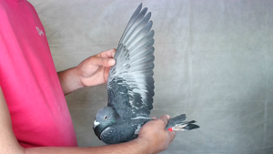 Pigeon image