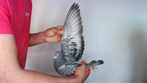 Pigeon image