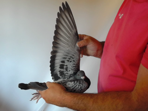 Pigeon image