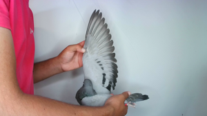 Pigeon image