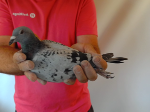 Pigeon image