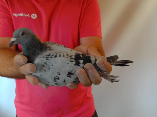 Pigeon image