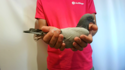 Pigeon image