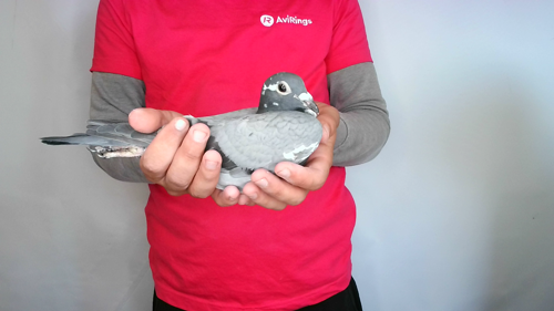 Pigeon image