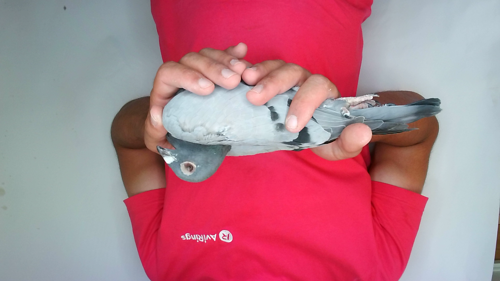 Pigeon image