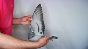 Pigeon image