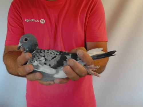 Pigeon image