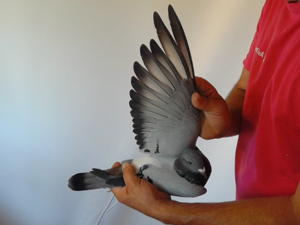 Pigeon image