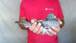 Pigeon image