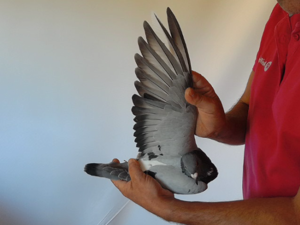 Pigeon image