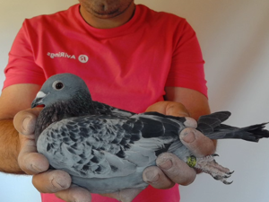 Pigeon image