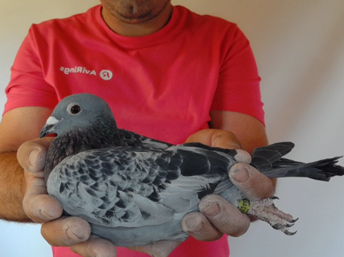 Pigeon image