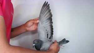 Pigeon image