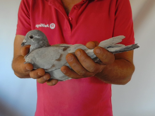 Pigeon image