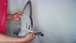Pigeon image