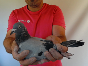 Pigeon image