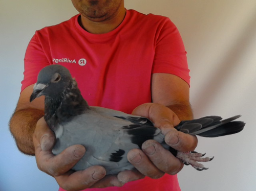Pigeon image
