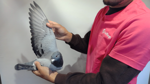 Pigeon image